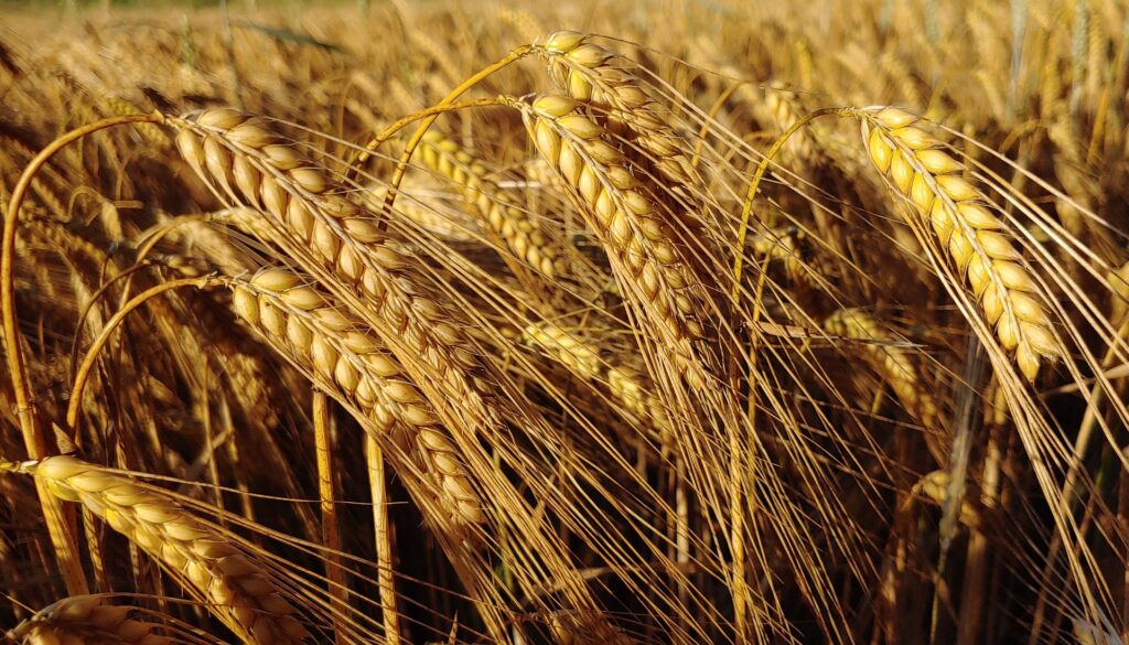 Specialty Malts in Whisky Production - Barley Growing in the Field